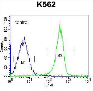 KRT12 Antibody flow cytometry of K562 cells (right histogram) compared to a negative control cell (left histogram). FITC-conjugated goat-anti-rabbit secondary antibodies were used for the analysis.