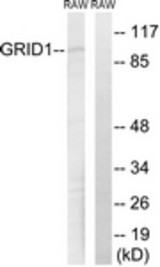 Western blot of extracts from RAW264.7 cells, using GRID1 Antibody. The lane on the right is treated with the synthesized peptide.