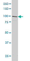 GRID1 monoclonal antibody (M01), clone 1A9 Western Blot analysis of GRID1 expression in HeLa.