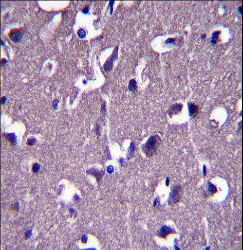 GRID1 Antibody immunohistochemistry of formalin-fixed and paraffin-embedded human brain tissue followed by peroxidase-conjugated secondary antibody and DAB staining.