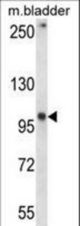GRID1 Antibody western blot of mouse bladder tissue lysates (35 ug/lane). The GRID1 antibody detected the GRID1 protein (arrow).