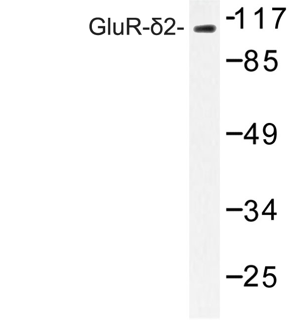 Western blot of GluR-2 (G860) pAb in extracts from 3T3 cells.