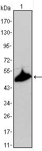 Western blot using KRT15 mouse monoclonal antibody against A431 cell lysate.