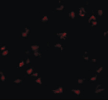 Immunofluorescence of GNPDA1 in 293 cells with GNPDA1 antibody at 20 ug/ml.