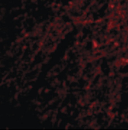 Immunofluorescence of Grik1 in Human Brain cells with Grik1 antibody at 20 ug/ml.