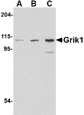 Western blot of Grik1 in P815 cell lysate with Grik1 antibody at (A) 0.5, (B) 1 and (C) 2 ug/ml.