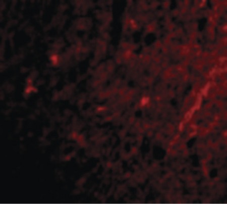 Immunofluorescence of Grik1 in Human Brain cells with Grik1 antibody at 20 ug/ml.