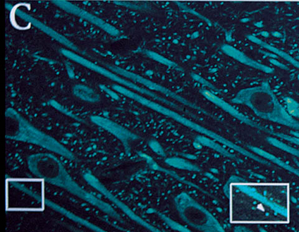 IHC: Mouse anti-GluR (LS-C152936) staining of adult monkey pyramidal cells