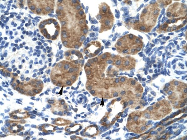 GRIK2 antibody LS-C30845 was used in IHC to stain formalin-fixed, paraffin-embedded human kidney.