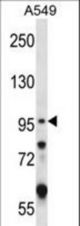 GRIK2 Antibody western blot of A549 cell line lysates (35 ug/lane). The GRIK2 antibody detected the GRIK2 protein (arrow).