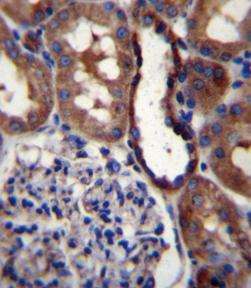 GRIK3 Antibody immunohistochemistry of formalin-fixed and paraffin-embedded human kidney tissue followed by peroxidase-conjugated secondary antibody and DAB staining.