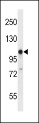 GRIK3 Antibody western blot of mouse stomach tissue lysates (35 ug/lane). The GRIK3 antibody detected the GRIK3 protein (arrow).