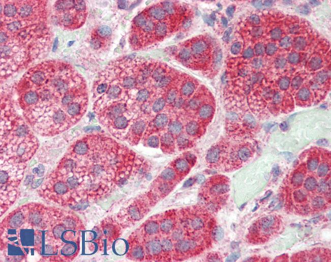 Anti-GRIK4 antibody IHC of human adrenal. Immunohistochemistry of formalin-fixed, paraffin-embedded tissue after heat-induced antigen retrieval. Antibody LS-B3215 concentration 5 ug/ml.