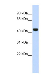 KRT19 / Cytokeratin 19 antibody LS-B5801 Western blot of Fetal Lung lysate.