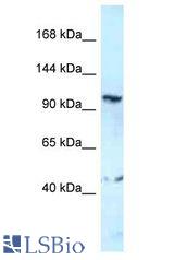GRIK4 / KA1 antibody Western Blot of THP-1. Antibody dilution: 1 ug/ml.