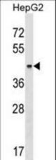 KRT23 Antibody western blot of HepG2 cell line lysates (35 ug/lane). The KRT23 antibody detected the KRT23 protein (arrow).