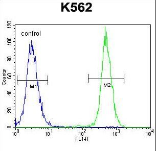 KRT25 Antibody flow cytometry of K562 cells (right histogram) compared to a negative control cell (left histogram). FITC-conjugated goat-anti-rabbit secondary antibodies were used for the analysis.