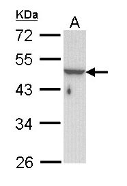 Sample (30 ug of whole cell lysate). A: Hela. 10% SDS PAGE. KRT33B antibody diluted at 1:1000.