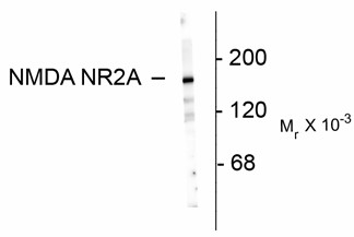 Western blot of 10 ug of rat hippocampal lysate showing specific immunolabeling of the ~180k NR2A subunit of the NMDA receptor.