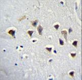 GRIN2A Antibody immunohistochemistry of formalin-fixed and paraffin-embedded human brain tissue followed by peroxidase-conjugated secondary antibody and DAB staining.