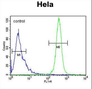 K2C78 Antibody flow cytometry of HeLa cells (right histogram) compared to a negative control cell (left histogram). FITC-conjugated goat-anti-rabbit secondary antibodies were used for the analysis.