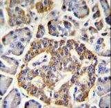 GRIN2A Antibody immunohistochemistry of formalin-fixed and paraffin-embedded human pancreas tissue followed by peroxidase-conjugated secondary antibody and DAB staining.