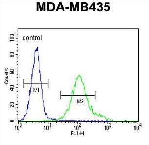 GRIN2A Antibody flow cytometry of MDA-MB435 cells (right histogram) compared to a negative control cell (left histogram). FITC-conjugated goat-anti-rabbit secondary antibodies were used for the analysis.