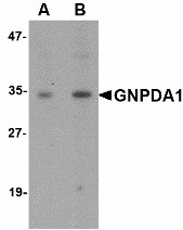 Western blot of GNPDA1 in mouse kidney lysate with GNPDA1 antibody at (A) 1 and (B) 2 ug/ml.
