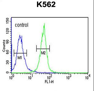 KRTAP1-1 Antibody flow cytometry of K562 cells (right histogram) compared to a negative control cell (left histogram). FITC-conjugated goat-anti-rabbit secondary antibodies were used for the analysis.