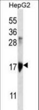 KRTAP1-3 Antibody western blot of HepG2 cell line lysates (35 ug/lane). The KRTAP1-3 antibody detected the KRTAP1-3 protein (arrow).