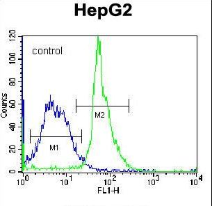 KRTAP1-3 Antibody flow cytometry of K562 cells (right histogram) compared to a negative control cell (left histogram). FITC-conjugated donkey-anti-rabbit secondary antibodies were used for the analysis.