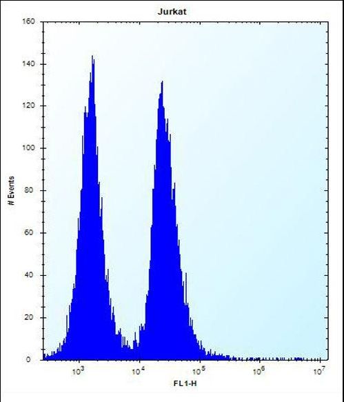 KRTAP13-3 Antibody flow cytometry of Jurkat cells (right histogram) compared to a negative control cell (left histogram). FITC-conjugated donkey-anti-rabbit secondary antibodies were used for the analysis.