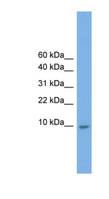 KRTAP23-1 antibody LS-C116317 Western blot of HepG2 cell lysate.