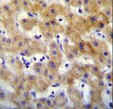 KTAP2 Antibody immunohistochemistry of formalin-fixed and paraffin-embedded human liver tissue followed by peroxidase-conjugated secondary antibody and DAB staining.