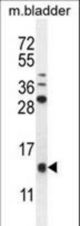 KTAP2 Antibody western blot of mouse bladder tissue lysates (35 ug/lane). The KTAP2 antibody detected the KTAP2 protein (arrow).