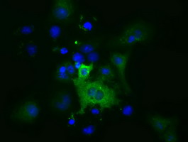 Anti-MIOX mouse monoclonal antibody immunofluorescent staining of COS7 cells transiently transfected by pCMV6-ENTRY MIOX.