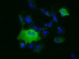 Anti-MIOX mouse monoclonal antibody immunofluorescent staining of COS7 cells transiently transfected by pCMV6-ENTRY MIOX.