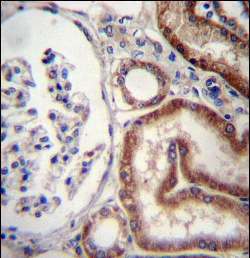 MIOX Antibody immunohistochemistry of formalin-fixed and paraffin-embedded human kidney tissue followed by peroxidase-conjugated secondary antibody and DAB staining.
