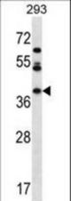 MIOX Antibody western blot of 293 cell line lysates (35 ug/lane). The MIOX antibody detected the MIOX protein (arrow).