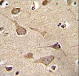 KSR2 Antibody immunohistochemistry of formalin-fixed and paraffin-embedded human brain tissue followed by peroxidase-conjugated secondary antibody and DAB staining.