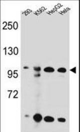 KSR2 Antibody western blot of 293,K562,HepG2,HeLa cell line lysates (35 ug/lane). The KSR2 antibody detected the KSR2 protein (arrow).