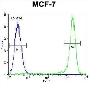 KSR2 Antibody flow cytometry of MCF-7 cells (right histogram) compared to a negative control cell (left histogram). FITC-conjugated goat-anti-rabbit secondary antibodies were used for the analysis.