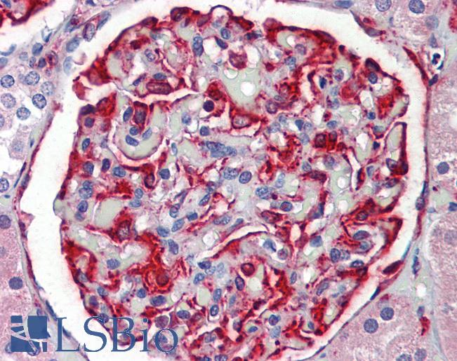 Anti-KSR2 antibody IHC staining of human kidney. Immunohistochemistry of formalin-fixed, paraffin-embedded tissue after heat-induced antigen retrieval.