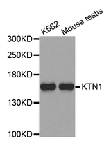 Western blot analysis of extracts of various cell lines, using KTN1 antibody.