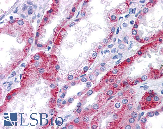 Anti-KCNQ1 antibody IHC of human kidney. Immunohistochemistry of formalin-fixed, paraffin-embedded tissue after heat-induced antigen retrieval. Antibody LS-B4575 concentration 10 ug/ml.