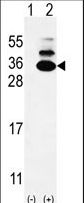 Western blot of C19orf50 (arrow) using rabbit polyclonal C19orf50 Antibody. 293 cell lysates (2 ug/lane) either nontransfected (Lane 1) or transiently transfected (Lane 2) with the C19orf50 gene.