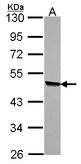 Sample (30 ug of whole cell lysate). A: A549. 10% SDS PAGE. KYNU antibody diluted at 1:1000.