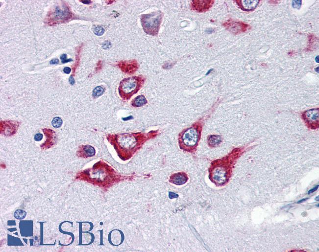 Anti-KIF5A antibody IHC of human brain, cortex. Immunohistochemistry of formalin-fixed, paraffin-embedded tissue after heat-induced antigen retrieval. Antibody LS-B2714 concentration 5 ug/ml.