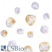 Immunocytochemistry of KIF5 in K562 cells with KIF5 antibody at 5 µg/ml.