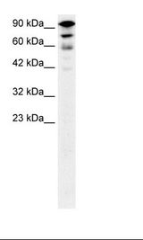 Fetal Brain Lysate